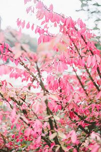 Roze Herfst Bladeren van Patrycja Polechonska