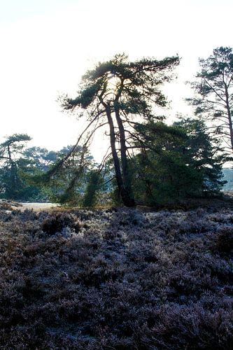 Soesterduinen, Nederland