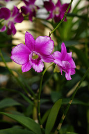 Dendrobium-orchidee van Vínculae