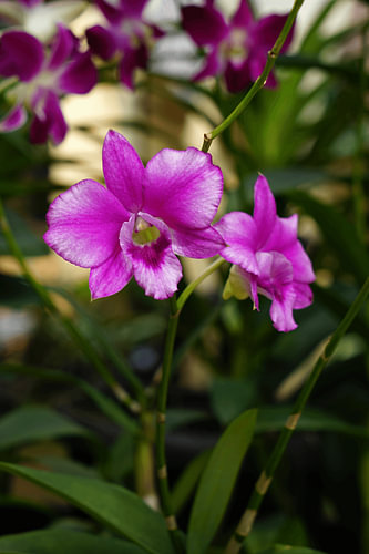 Dendrobium-Orchidee