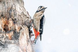 Great spotted woodpecker by Lisa Dumon