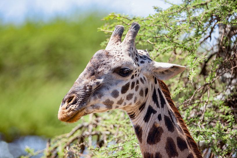 Masai giraffe van Peter Michel