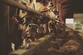 Koeien by AJ Zuidema