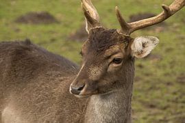 Hert von Diana Edwards