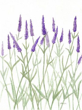 Lavendel van Sandra Steinke
