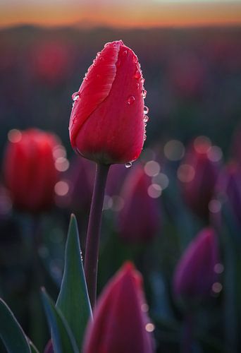 Rode tulp na een regenbui