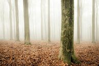 forêt de hêtres pendant un matin brumeux par Sjoerd van der Wal Photographie Aperçu