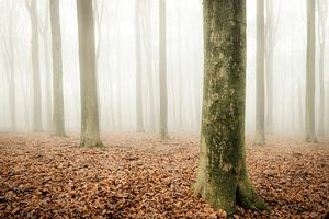Buchenwald während eines nebeligen Morgens 