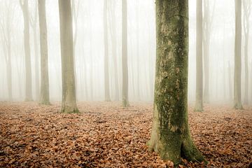 Beukenbos op de Veluwe tijdens een mistige ochtend