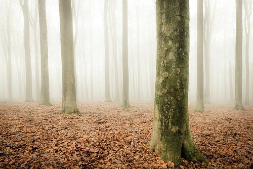 Beukenbos op de Veluwe tijdens een mistige ochtend