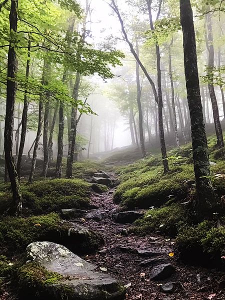 Forest in Sweden by haroulita