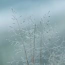 Cold grass by P Leydekkers - van Impelen thumbnail