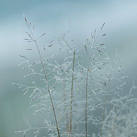 Cold grass by P Leydekkers - van Impelen