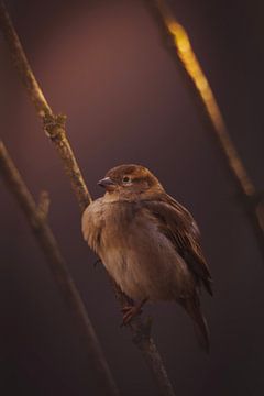 Among the branches by Brenda De Voeght