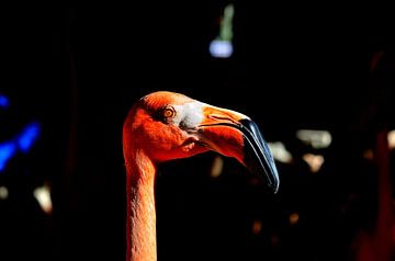 Flamingo in Curaçao by Karel Frielink