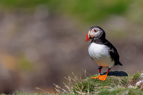 Macareux moine (Fratercula arctica)