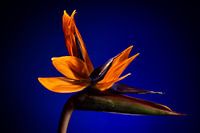 Tropische Blume Paradiesvogel