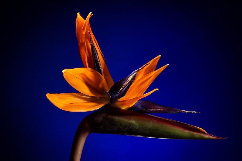 Tropische Bloem Bird of Paradise van René van der Horst