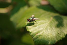 Annoying litter by Suzanna Lasalla