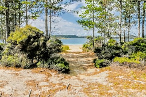 Break – Pure nature – A sandy path through the woods to a cove