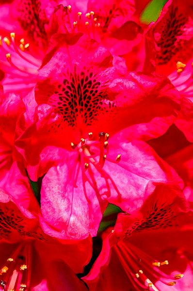 Rood rododendronbloem abstract, close-up, Duitsland, Europa, Duitsland, Europa van Torsten Krüger