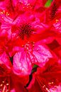 Rood rododendronbloem abstract, close-up, Duitsland, Europa, Duitsland, Europa van Torsten Krüger thumbnail