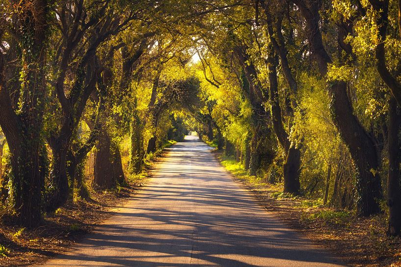 La Bolgherese scenic road in Tuscany by Stefano Orazzini