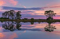 Sunset in Holtveen, in National Park the Dwingelderveld by Henk Meijer Photography thumbnail