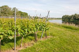 Steineichenreben von Richard Wareham