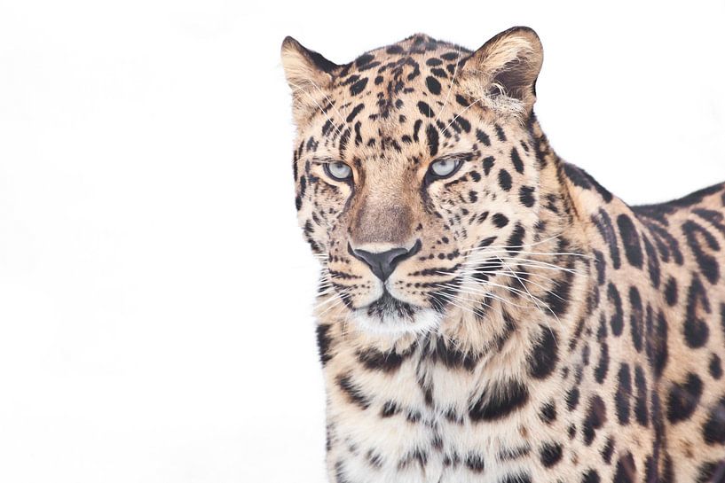 Ein klares Foto eines fernöstlichen Leoparden auf weißem Hintergrund, eine halbe Figur von Michael Semenov
