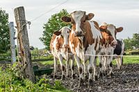 Rote und weiße Kühe