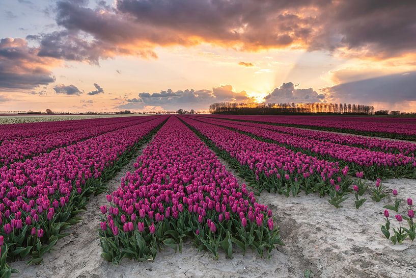 Hollands glorie van Jan Koppelaar