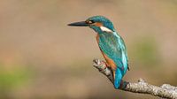 ijsvogel