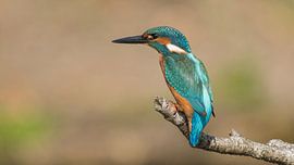 ijsvogel by Jan Heijmans