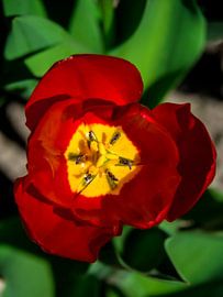 Red tulip from above