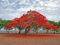 Bloesemboom, Darwin, Australie