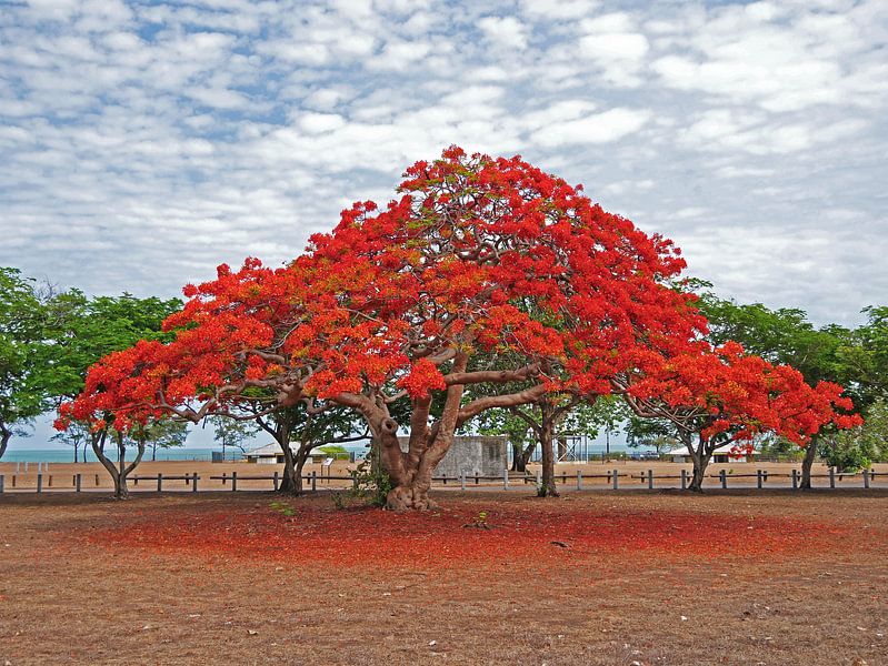 Blossom tree, Darwin, Australia by Liefde voor Reizen
