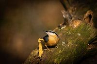 Nuthatch on trunk