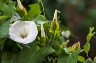 Witte trompetbloem, knoppen en bladeren van de haagwinde (Calystegia sepium) een hardnekkig overblij van Maren Winter thumbnail