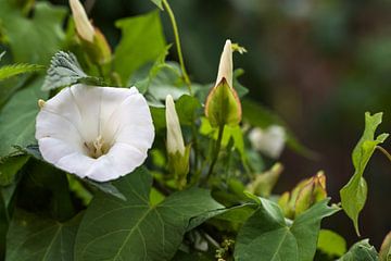 Witte trompetbloem, knoppen en bladeren van de haagwinde (Calystegia sepium) een hardnekkig overblij van Maren Winter