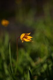 bright yellow tulip, flower