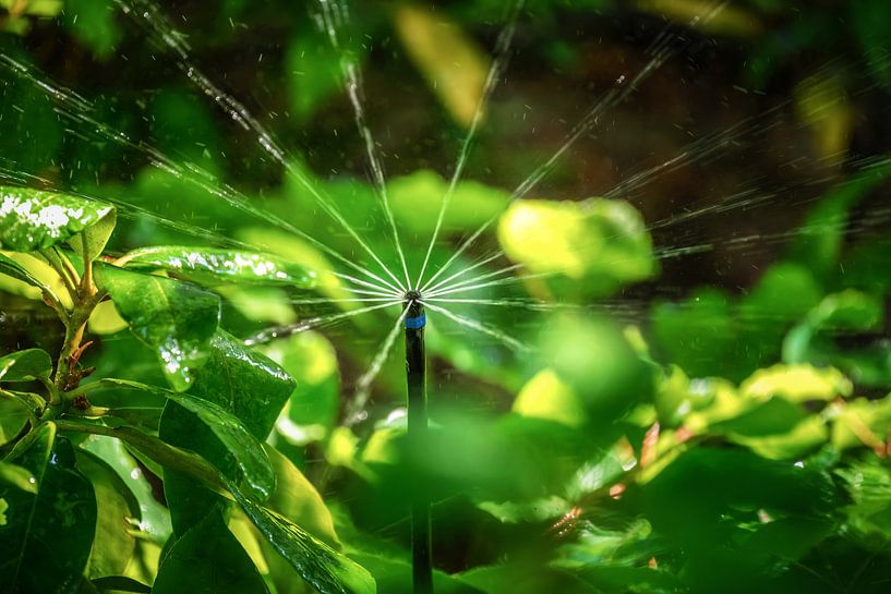 Système d'arrosage pour le jardin par ManfredFotos