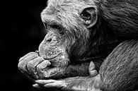 Chimpansee is aan het dromen. van Michar Peppenster thumbnail