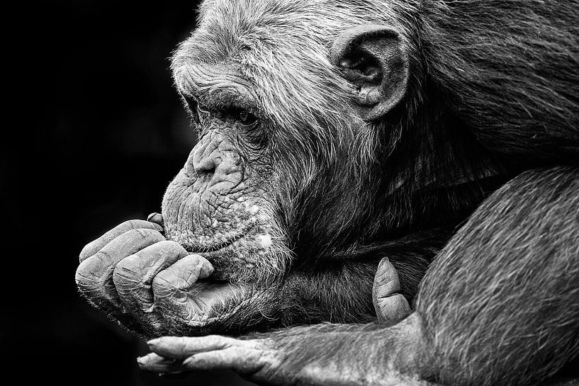 Chimpansee is aan het dromen. von Michar Peppenster