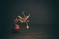 Die rote Zwiebel von Regina Steudte | photoGina Miniaturansicht
