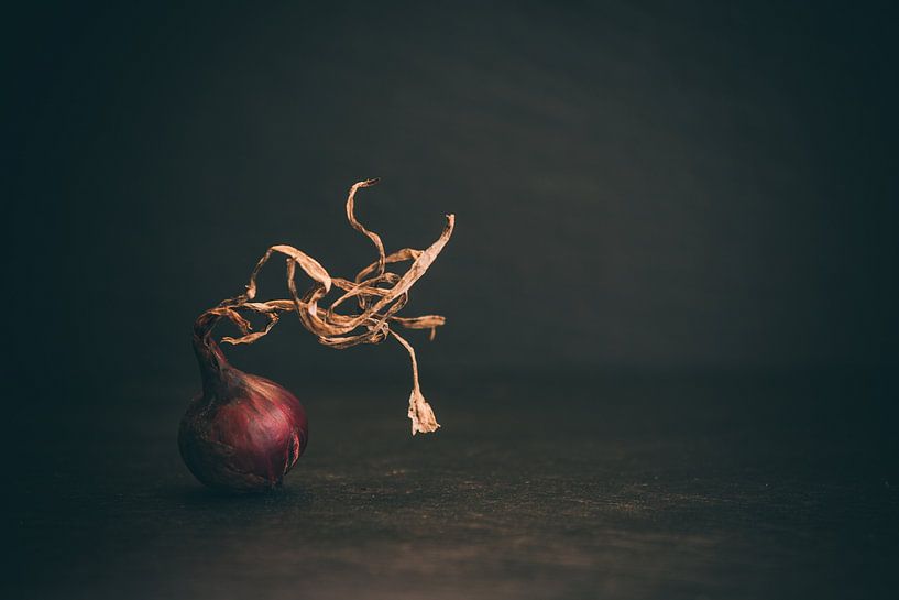 Die rote Zwiebel von Regina Steudte | photoGina