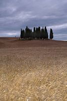 Cipressi di San Quirico d Orcia. Cipressenwald im Toskane 