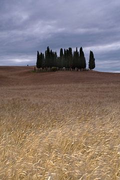 Cipressi di San Quirico d Orcia. Het cipressenbos in Toscane van Dennis Wierenga