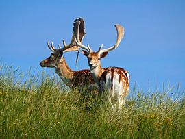 Damhirsch von LisanneFotografie