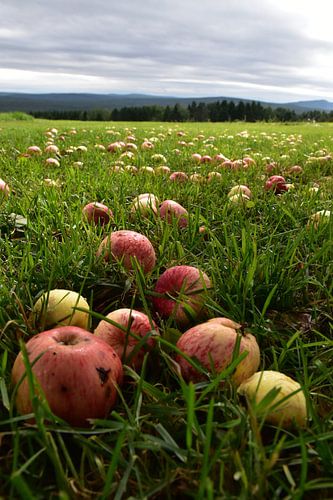 Under an apple tree in autumn
